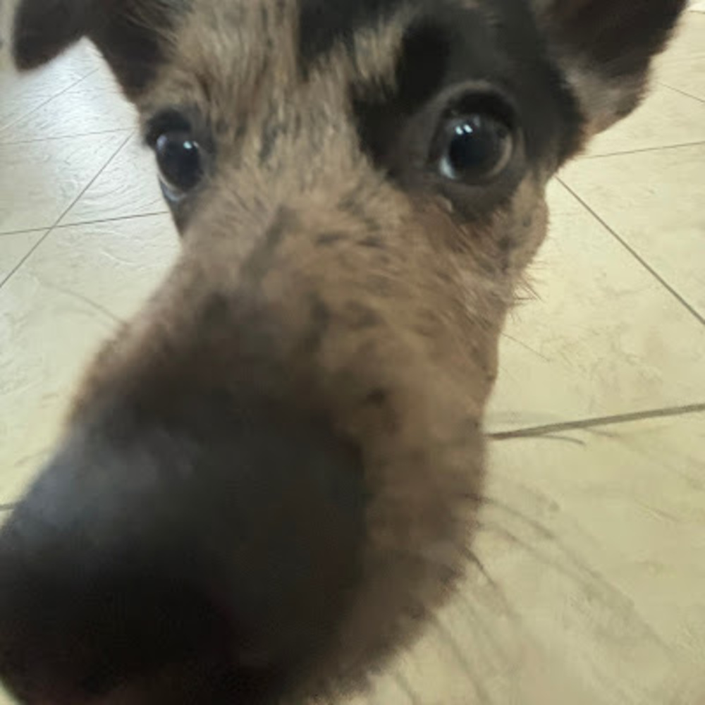 Meet your Posher, Carlos.